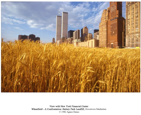 downtown Manhattan with the world trade centre and the new york financial centre visible. there is a field of wheat in front of the skyline.